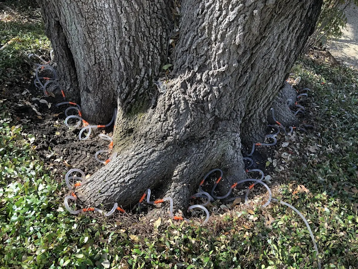 Detailed Tree Cabling and Bracing job site in Glenbeulah