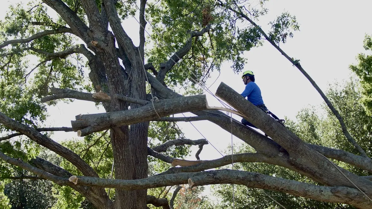 Professional Crown Thinning performed by certified arborists in Glenbeulah